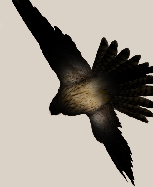 Photograph Louisa Parry Bird6 on One Eyeland